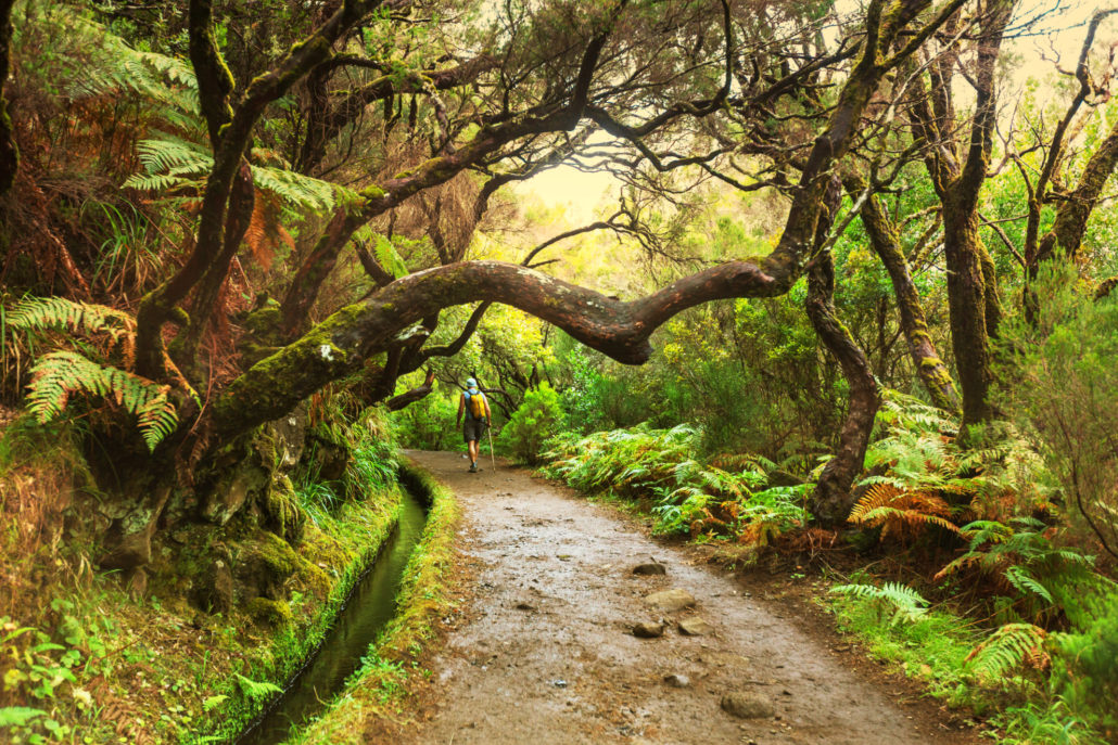 Hiking - Ilha da Madeira - natureza